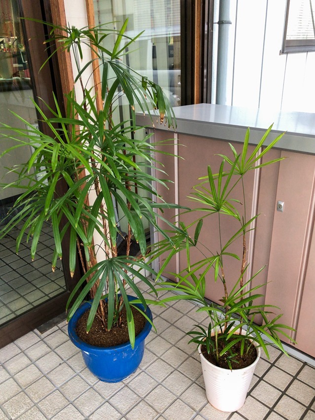植え替え後の棕櫚竹　株分けして2鉢になった