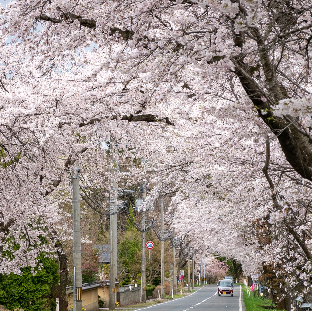 胆沢 桜の 回廊