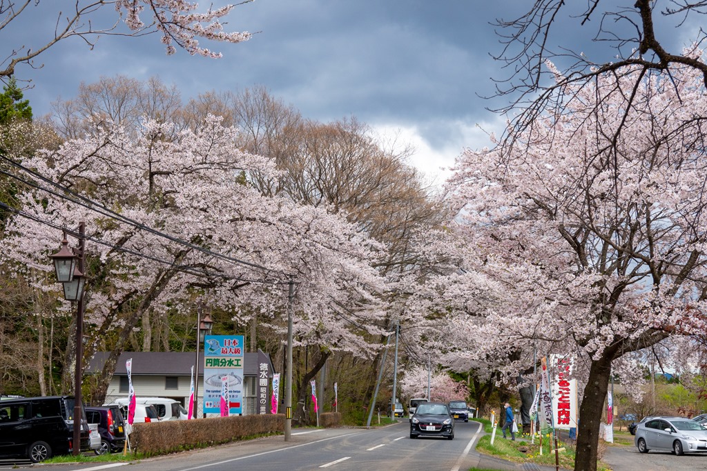 胆沢 桜の 回廊